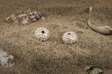 Carica l'immagine nel visualizzatore di Gallery, Riccio di Mare . Orecchini