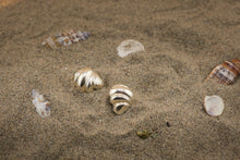 Carica l&#39;immagine nel visualizzatore di Gallery, Conchiglia sulla spiaggia . Orecchini
